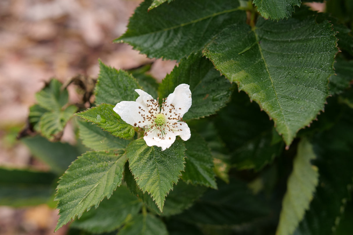 Taste of Heaven® Blackberry