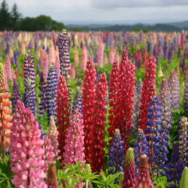 Russell Hybrid Lupines