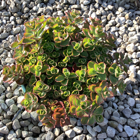 Green succulent plant on a bed of small gray stones