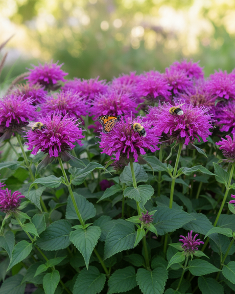Purple SUGAR BUZZ® Grape Gumball Bee Balm flowers with bees and butterflies in a garden setting