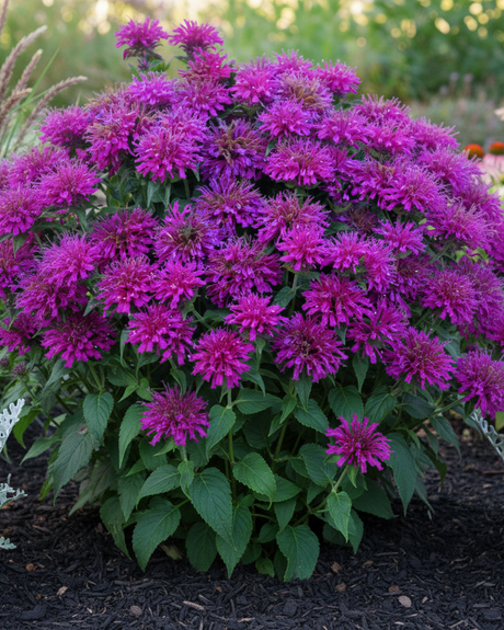 Bouquet of SUGAR BUZZ® Grape Gumball Bee Balm purple flowers with green leaves in a garden setting