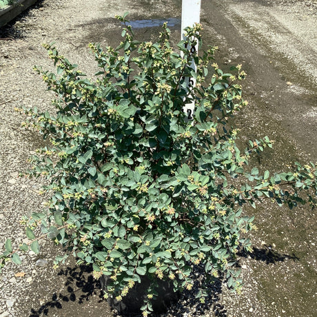 Small evergreen shrub on a gravelly surface with a white label reading '24'.
