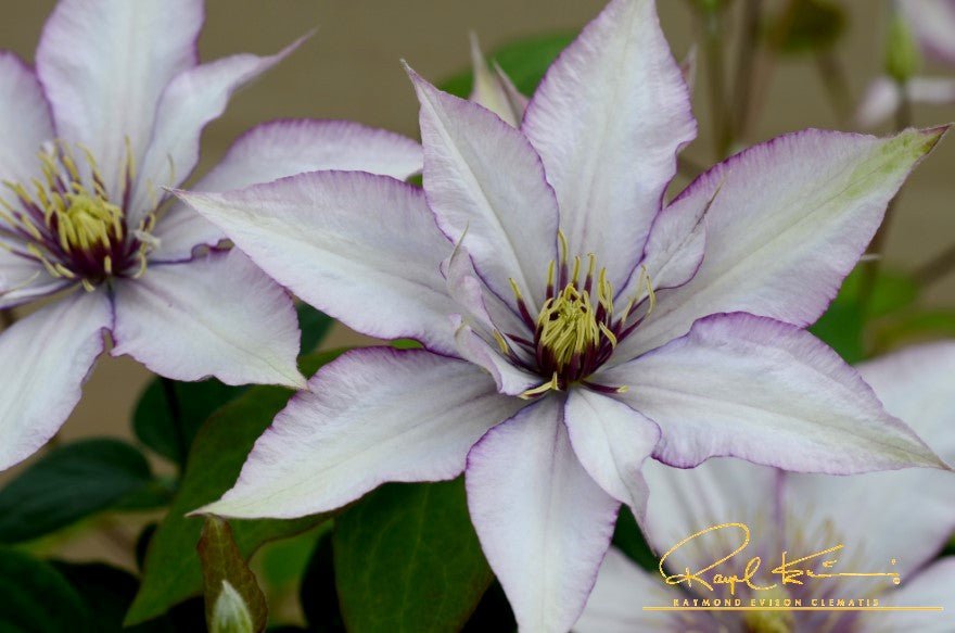 Samaritan Jo™ Clematis
