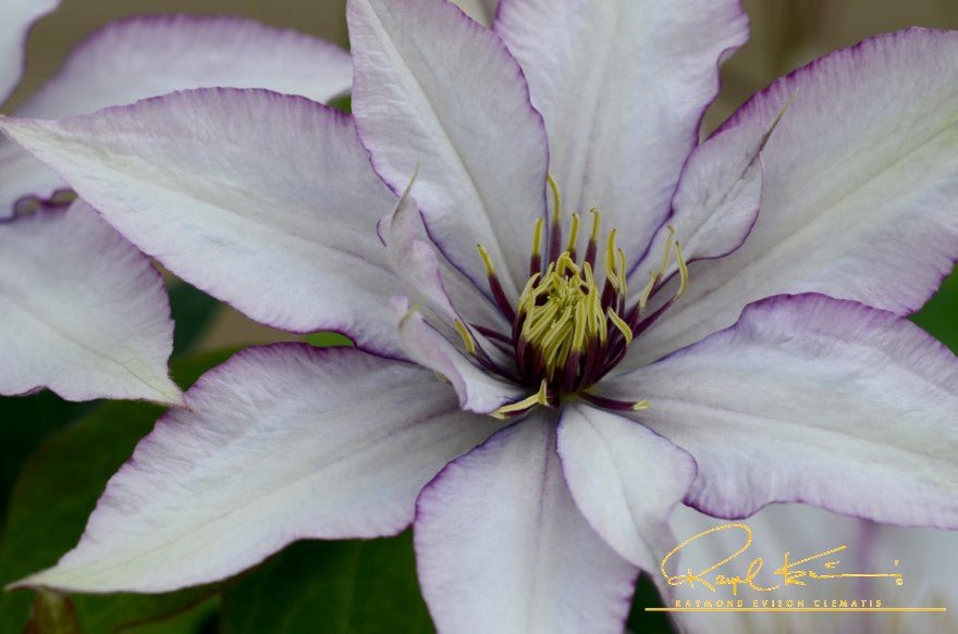 Samaritan Jo™ Clematis