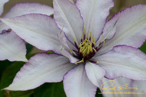 Samaritan Jo™ Clematis