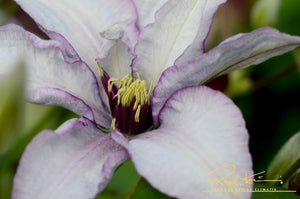 Samaritan Jo™ Clematis