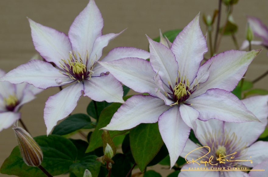 Samaritan Jo™ Clematis