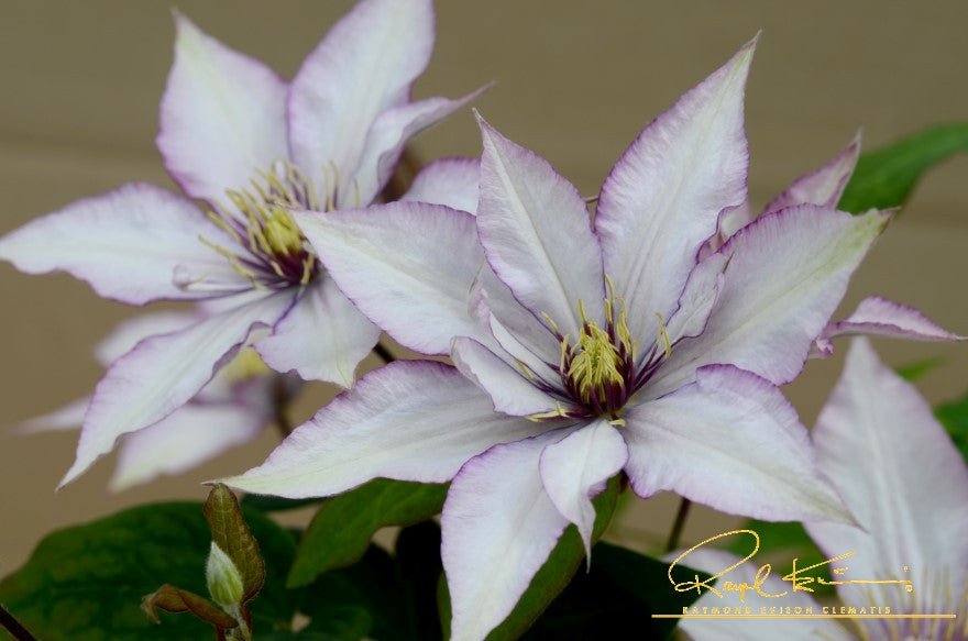 Samaritan Jo™ Clematis