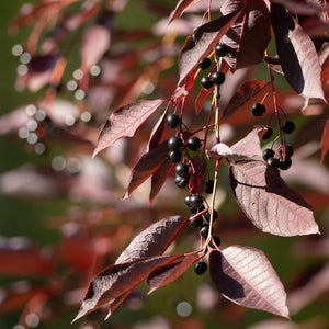 Schubert Chokecherry Tree