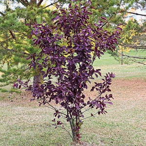Schubert Chokecherry Tree