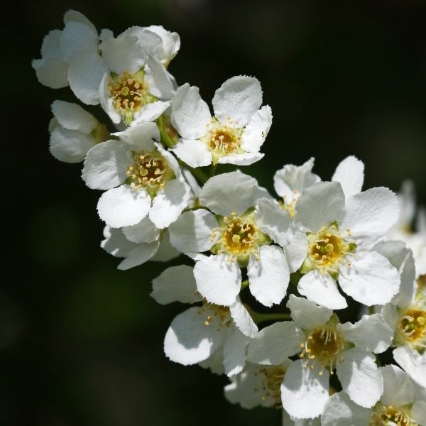 Schubert Chokecherry Tree
