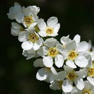 Schubert Chokecherry Tree