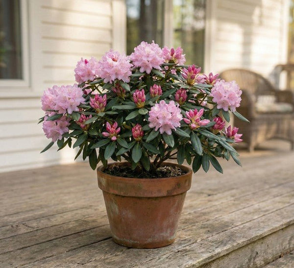 Yaku Prince Rhododendron | Compact Pink Blooms