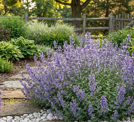 Serene Lilac Catmint (Nepeta 'Serene Lilac'), a perennial featuring clumping, spreading form.