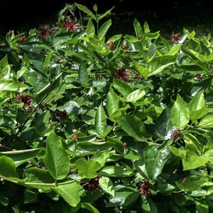 Simply Scentsational® Sweetshrub