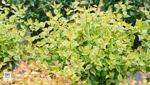 Brilliantina® Abelia
