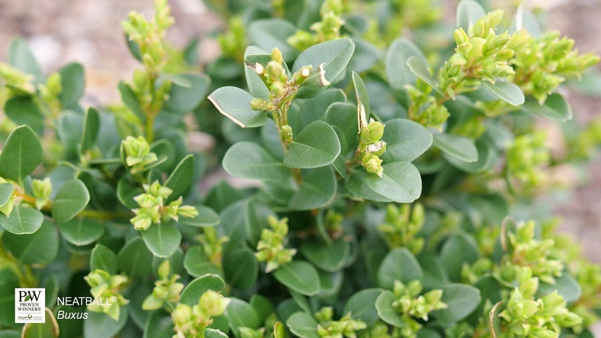 Neatball® Boxwood (Buxus microphylla 'NSBBL') foliage and growth habit in the landscape.
