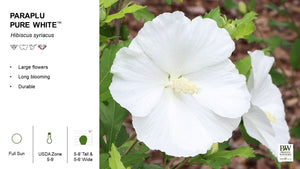 Paraplu® Pure White Rose of Sharon