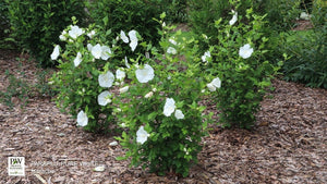 Paraplu® Pure White Rose of Sharon
