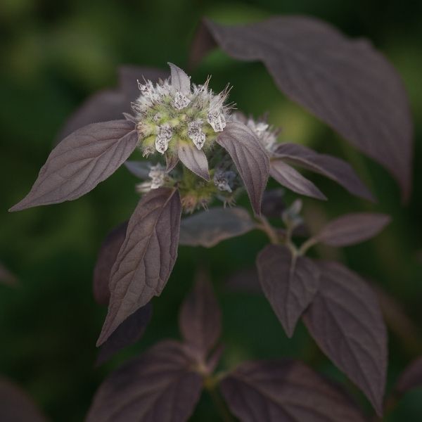 Smokey Mountain Mint
