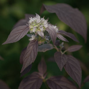 Smokey Mountain Mint