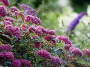 Double Play Doozie Spirea shrub covered in fuzzy pink blooms with morning dew in a lush garden setting.