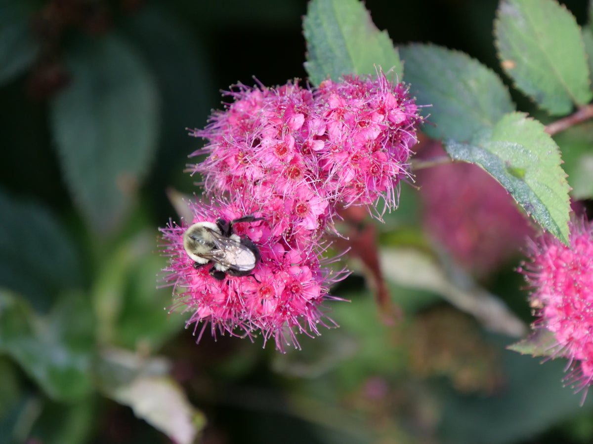 Bumblebee foraging on bright pink Double Play Doozie Spirea blooms with serrated green leaves in the background.