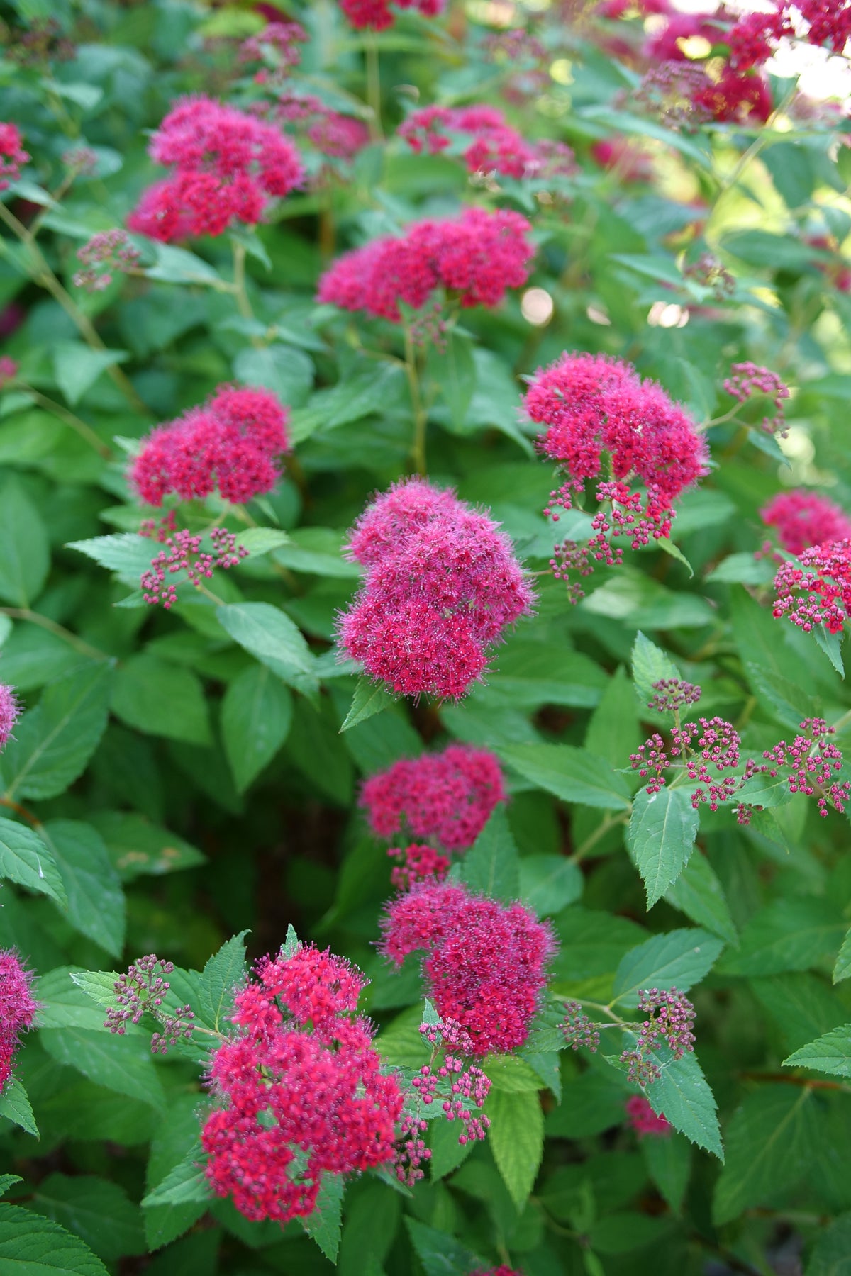 Double Play Doozie Spirea shrub covered in clusters of deep pink-red blooms among bright green serrated leaves.