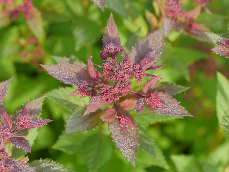 Close-up of Double Play Doozie Spirea with deep red-pink flower clusters and burgundy-tinged foliage covered in morning dew.