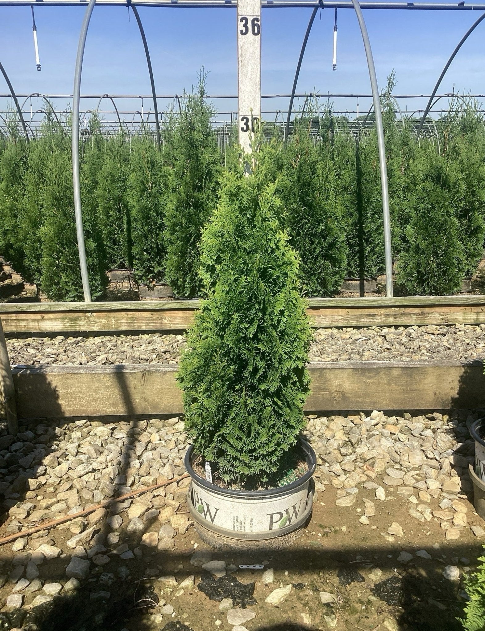 Inches 12-15 Arborvitae) (Cedar Thuja Giant Green JOA-148 150㎝パインツリー Tall Scenic – クリスマス