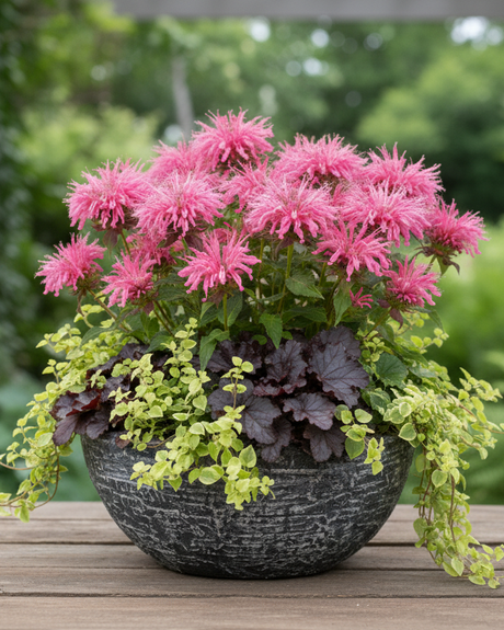 Deco Pot of Sugar Buzz® Bubblegum Blast Bee Balm with pink flowers and green foliage on a wooden surface outdoors