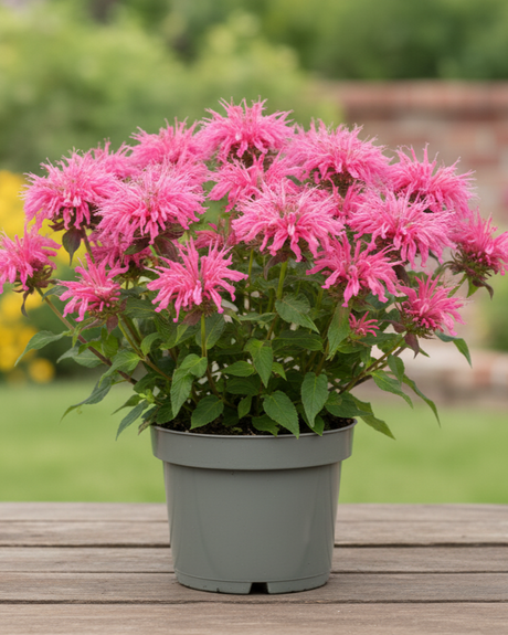 Potted Sugar Buzz® Bubblegum Blast Bee Balm plant with pink flowers on a wooden surface in a garden setting