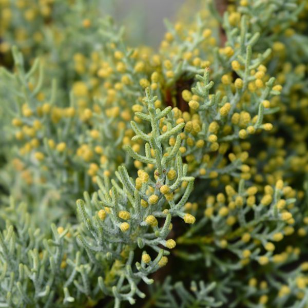 Sulphurea Arizona Cypress