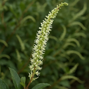 Clethra alnifolia is a deer resistant, shade-tolerant shrub that thrives in moist areas. Its upright, sparkling white blooms attract pollinators when little else is flowering.