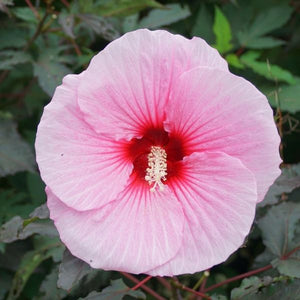 Perfect Storm Hibiscus is a hardy perennial with a compact, bushy habit. This Rose Mallow is known for its vigorous bloom cycle and unique, dark-colored leaves.