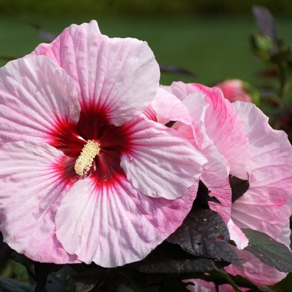 Summerific Perfect Storm Rose Mallow (Hibiscus hybrid). Features massive, light pink flowers with a red eye, dramatically set against deep purple, dissected foliage.