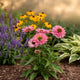 Plants Under $30