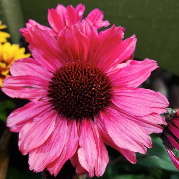 Sunseekers™ Sweet Fuchsia Coneflower
