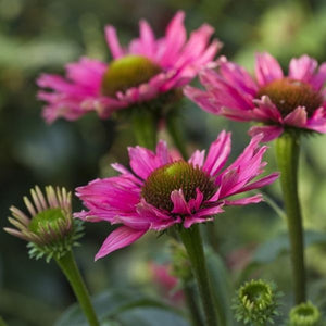 Sunseekers™ Sweet Fuchsia Coneflower