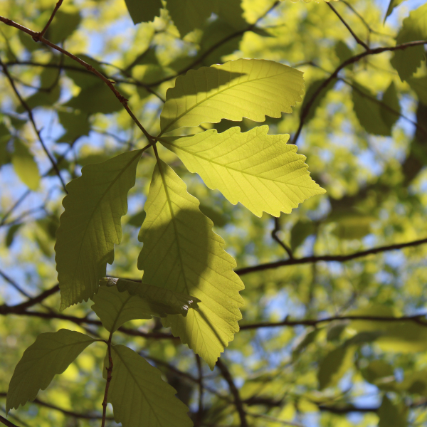 Swamp Chestnut Oak