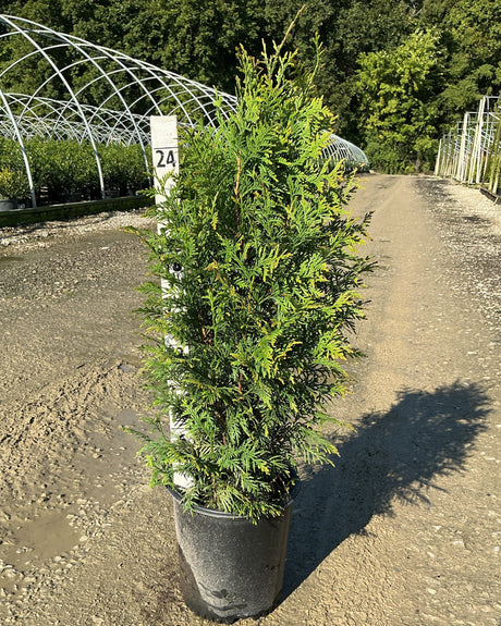 Potted tree in a nursery setting with a metal structure and trees in the background.