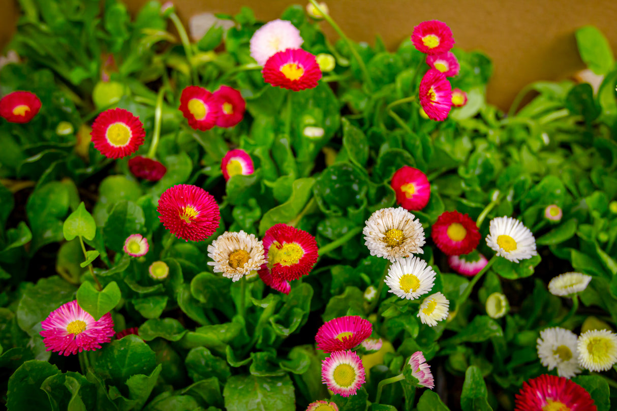 Tasso™ Mix English Daisy