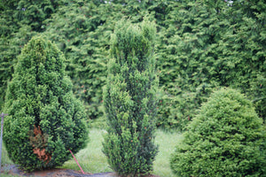 Detail view of Stonehenge® Yew (Taxus x media 'SMNTHDC') showing plant structure and foliage.