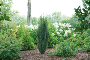 Stonehenge® Yew (Taxus x media 'SMNTHDC'), a shrub featuring pyramidal form.