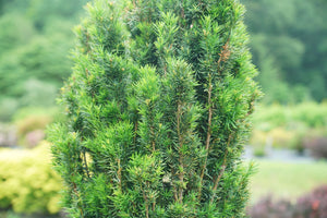 Stonehenge® Yew (Taxus x media 'SMNTHDC') foliage and growth habit in the landscape.