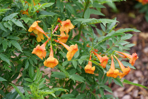 Chicklet® Orange Trumpet Bush
