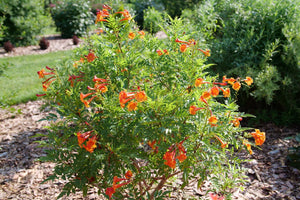 Chicklet® Orange Trumpet Bush