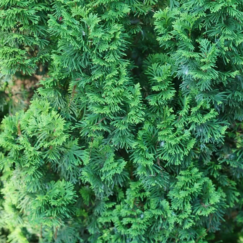 Sting® Arborvitae