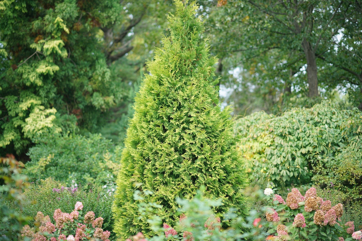 Polar Gold® Arborvitae (Thuja occidentalis 'SMATO'), a shrub featuring dense, pyramidal form.