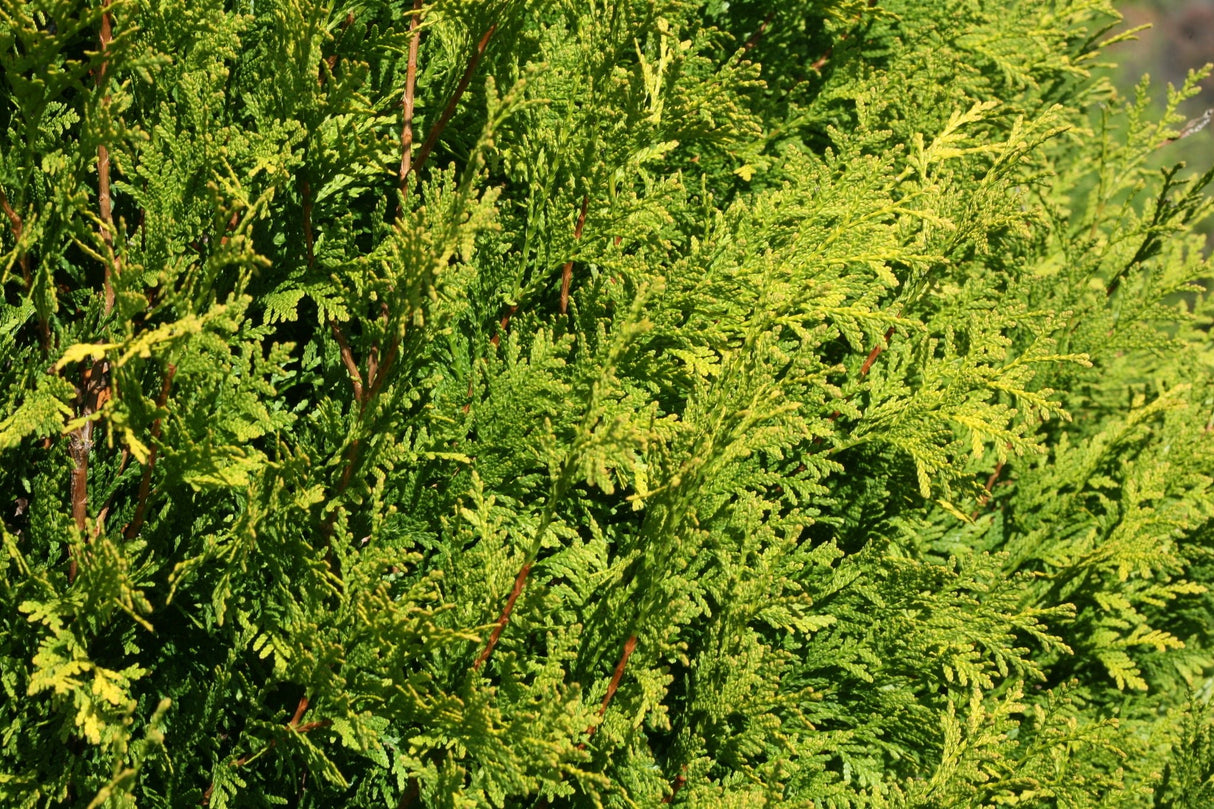 Detail view of Polar Gold® Arborvitae (Thuja occidentalis 'SMATO') showing plant structure and foliage.